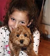 Cuddly Labradoodle Puppy