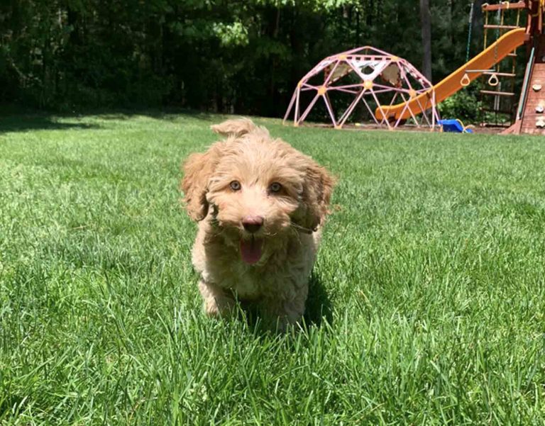 sophie in the grass