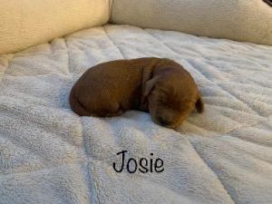 Josie