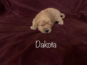 dakota-2 weeks