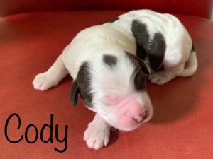 Cody-newborn