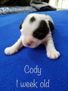 cody-1 week-
