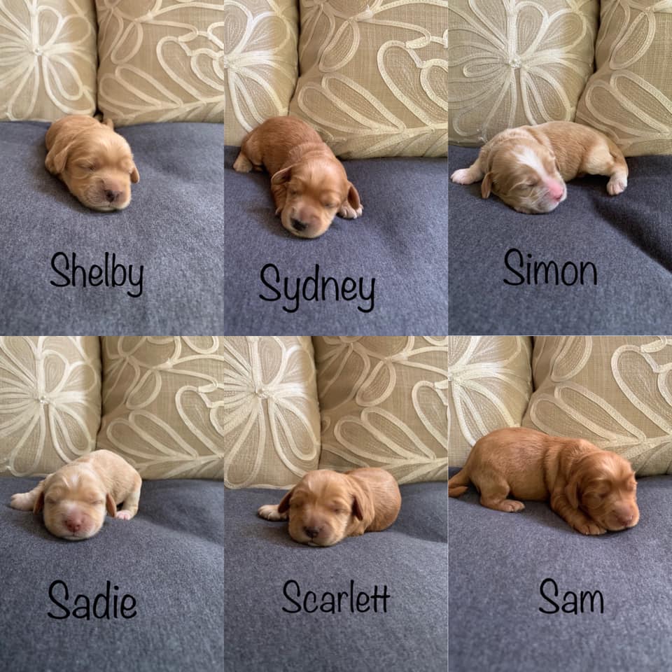 6 puppies-named