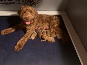 jessie with newborn puppies