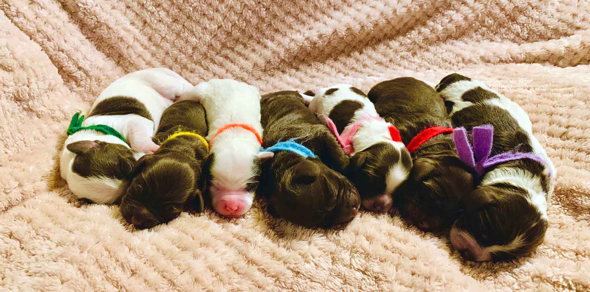 7 puppies