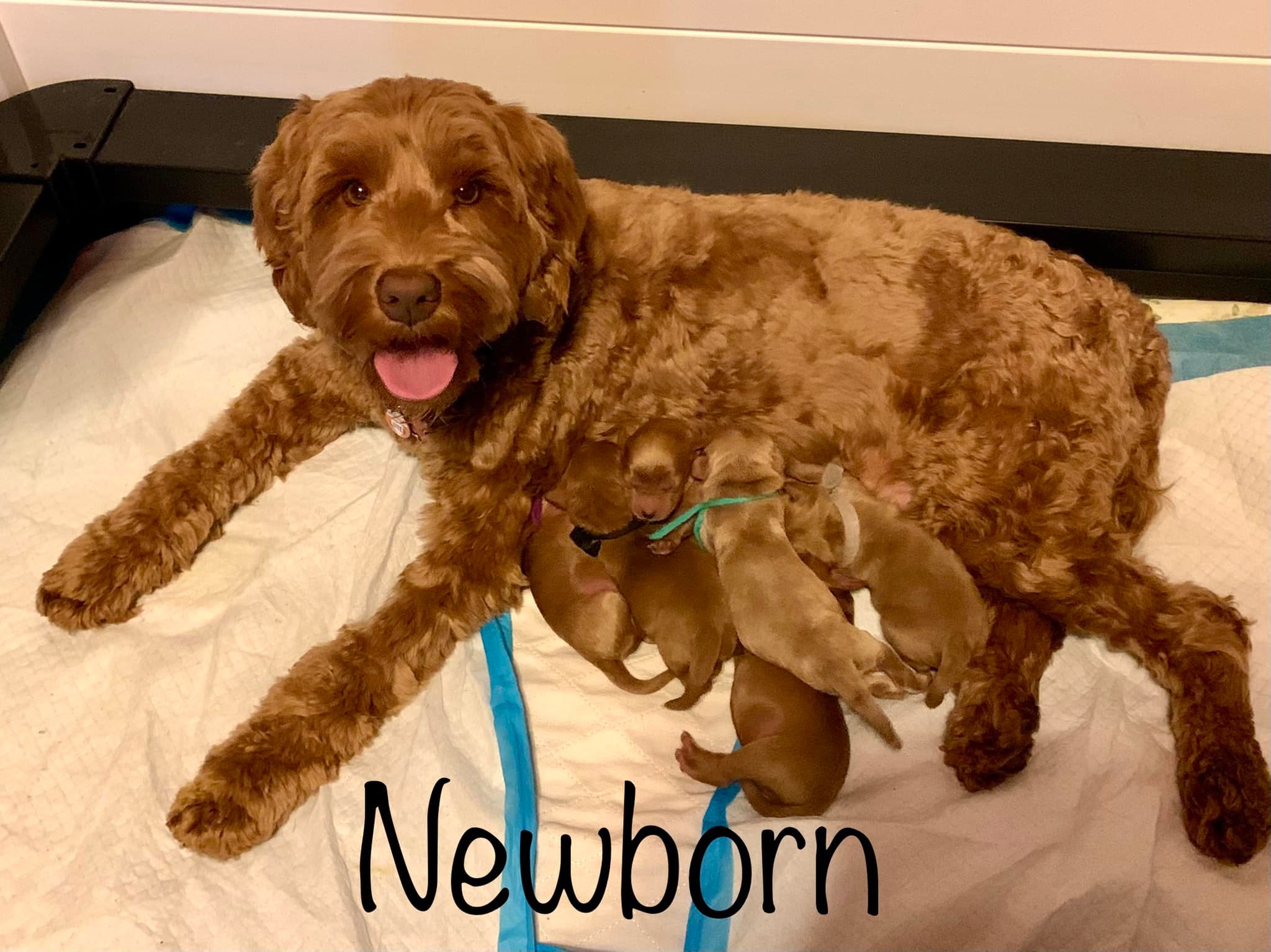 jessie with newborns