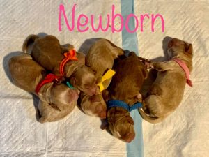 newborn