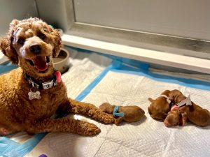 Daisy with newborn puppies