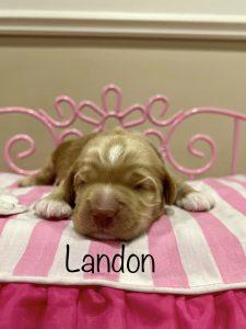 Landon
