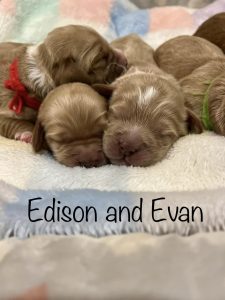 edison & evan & siblings