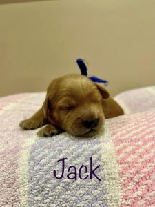 jack