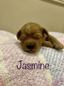 jasmine