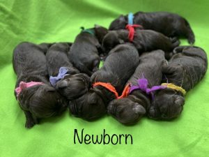 macey-dawson-newborn