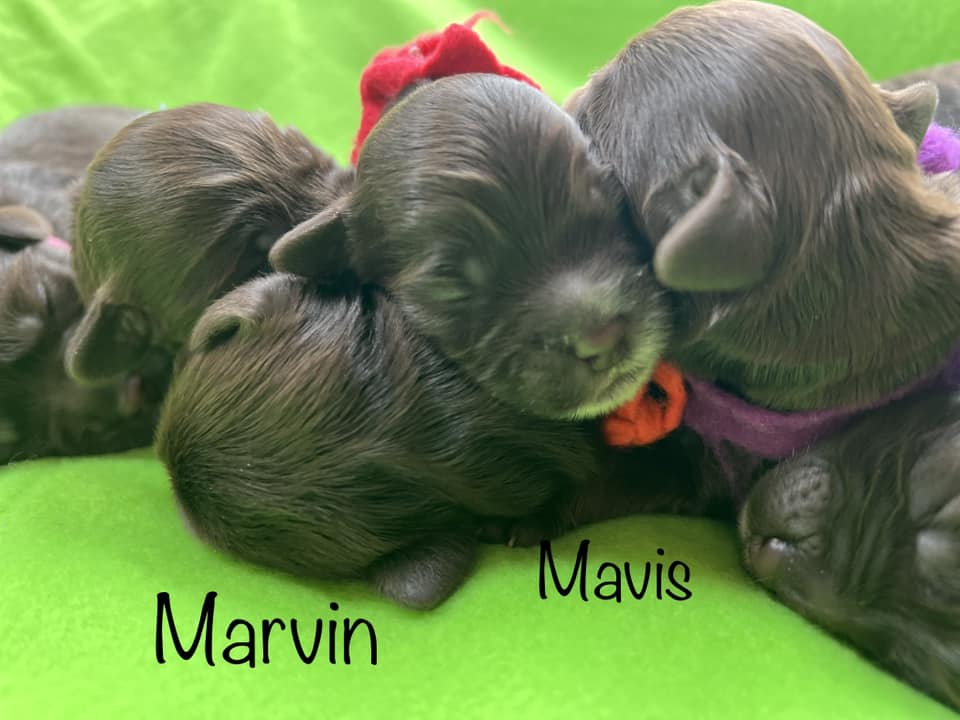 marvin-mavis