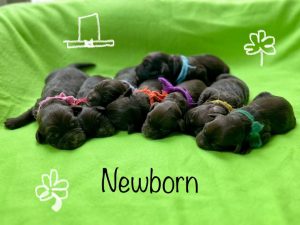 newborn-m+D