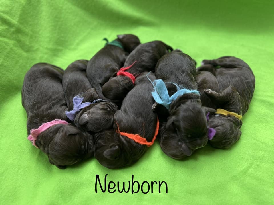 newborn2