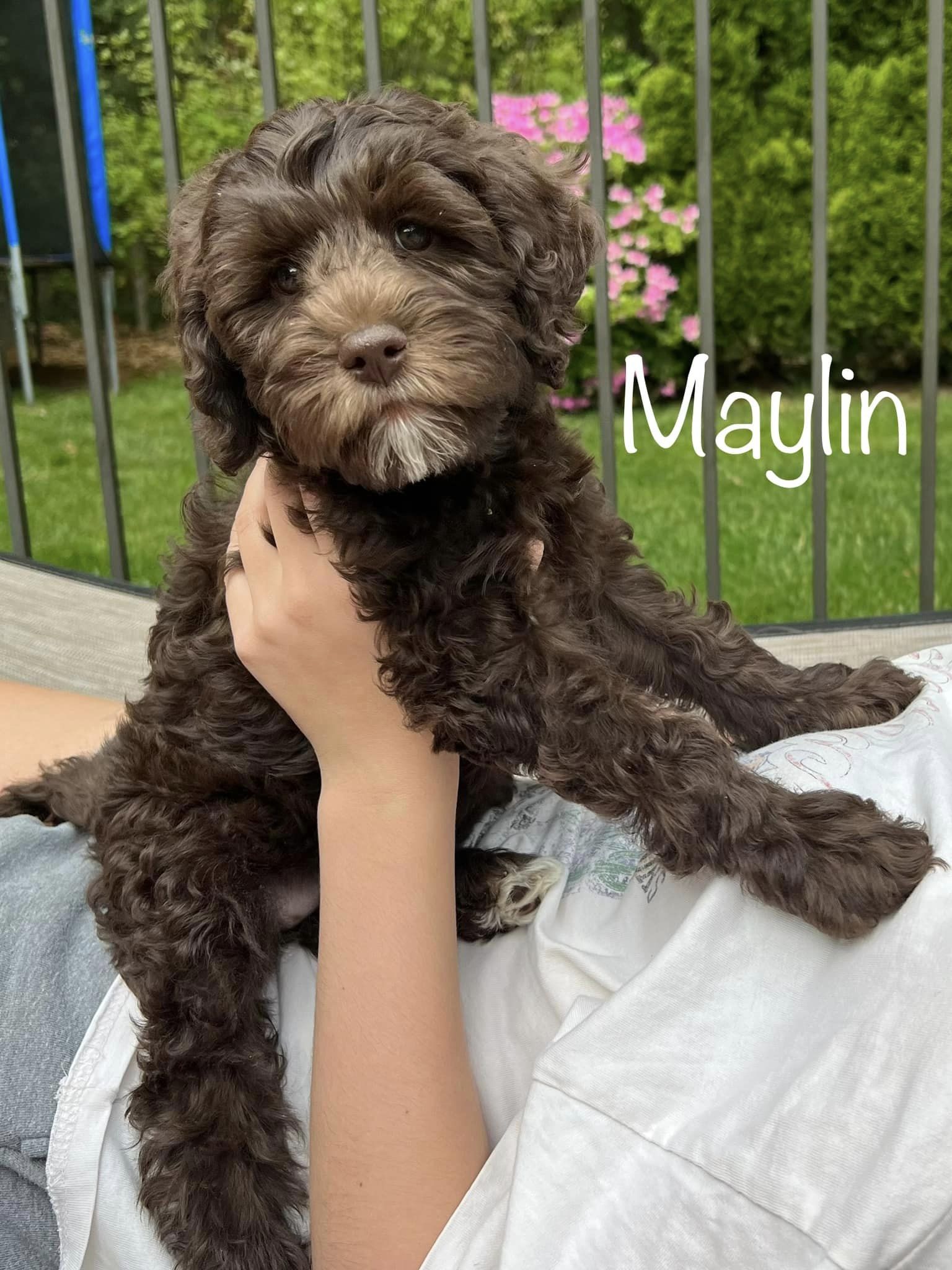 maylin