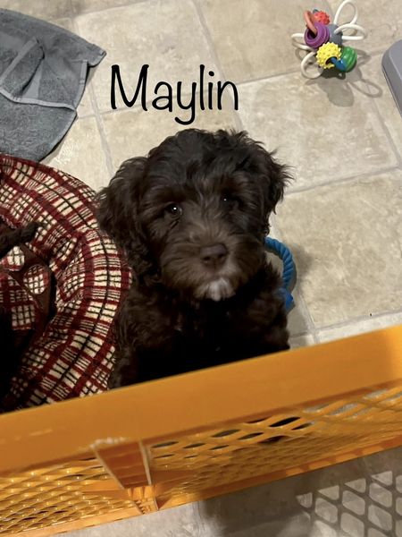 maylin-8.5 wks