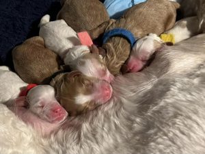 momma logan & puppies