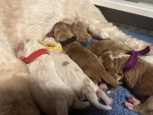 momma logan & puppies