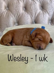 wesley