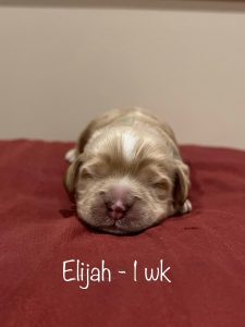 elijah