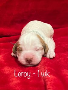 leroy