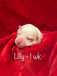 lilly