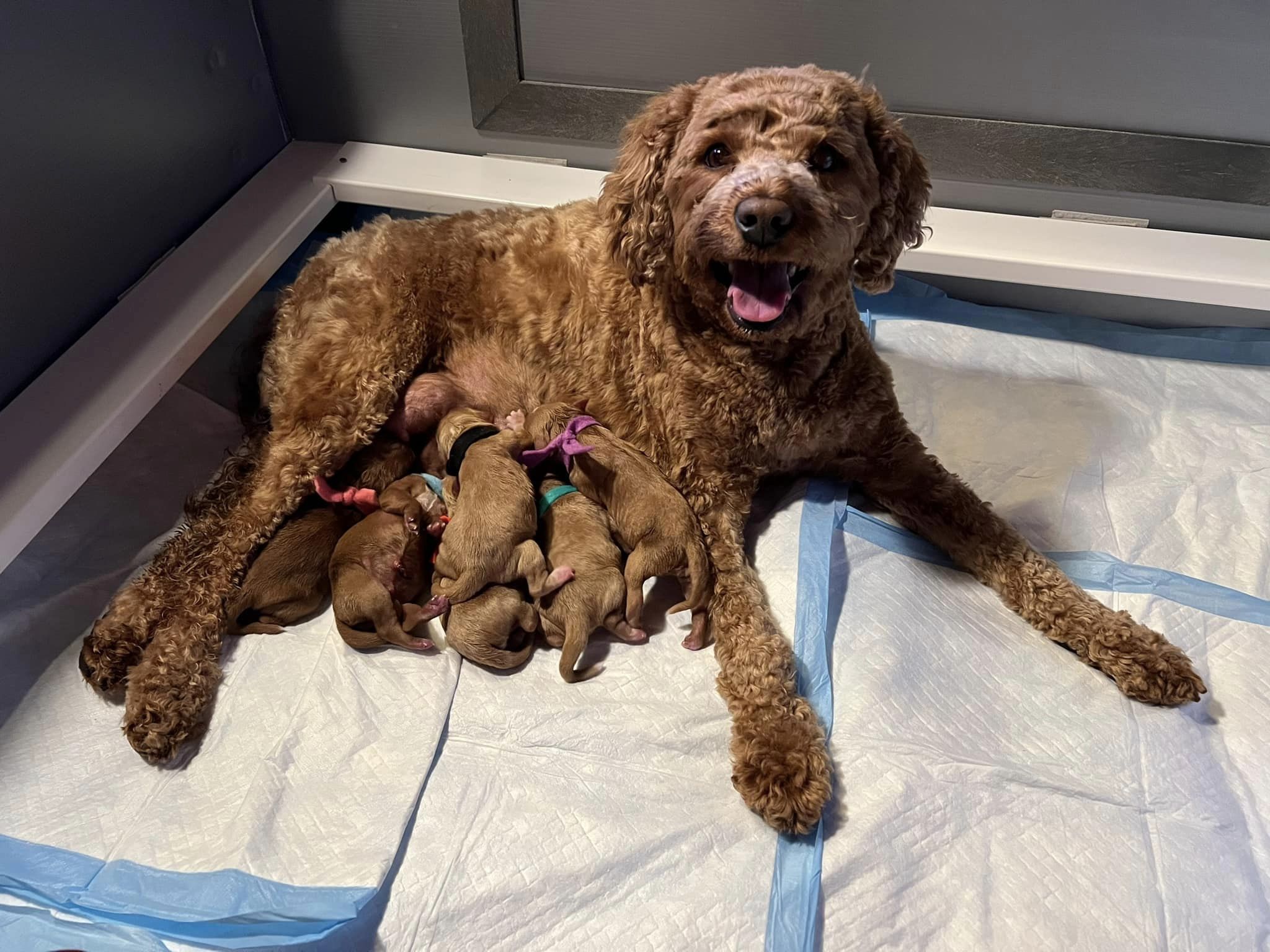 willow momma & pups