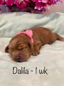 dalila