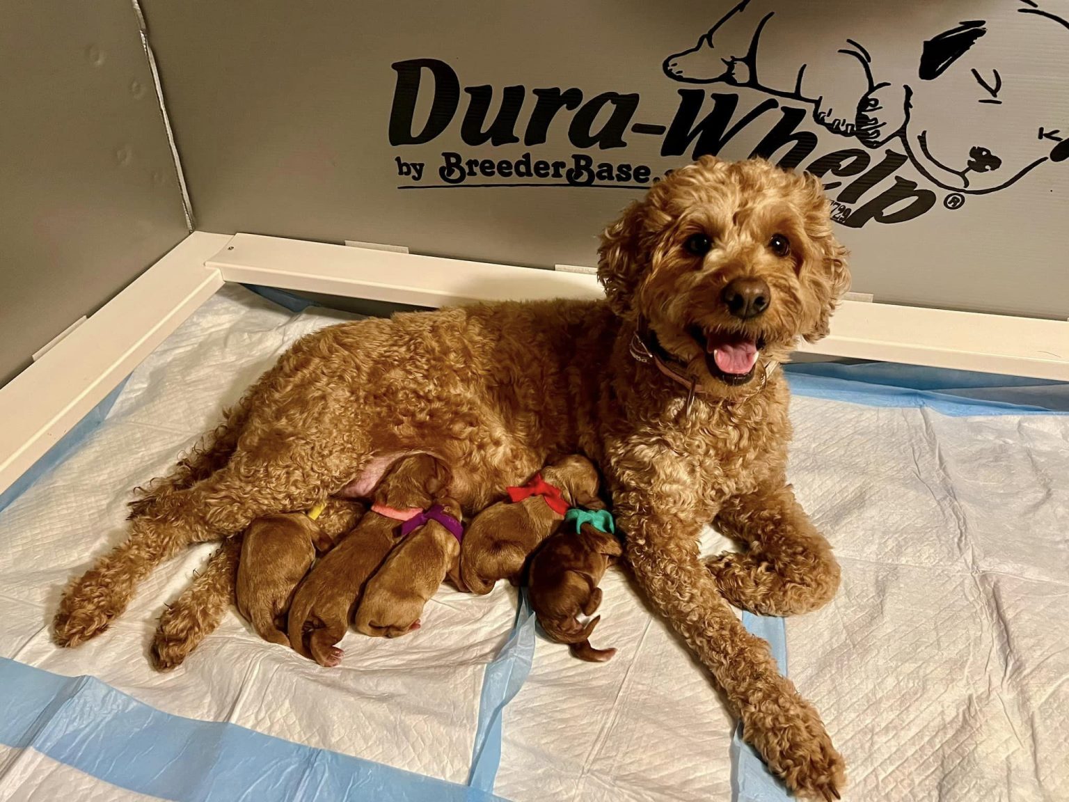 mom-daisy&pups