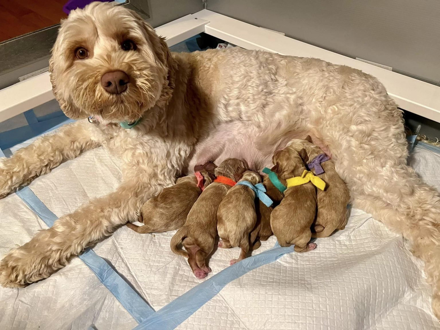 all + momma