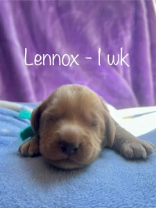 lennox