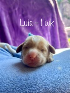 luis