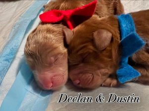 declan & dustin-newborn