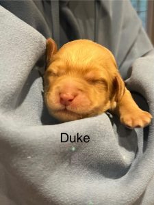 duke-1-1-2025