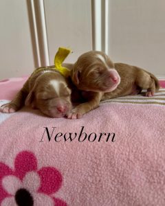 newborn