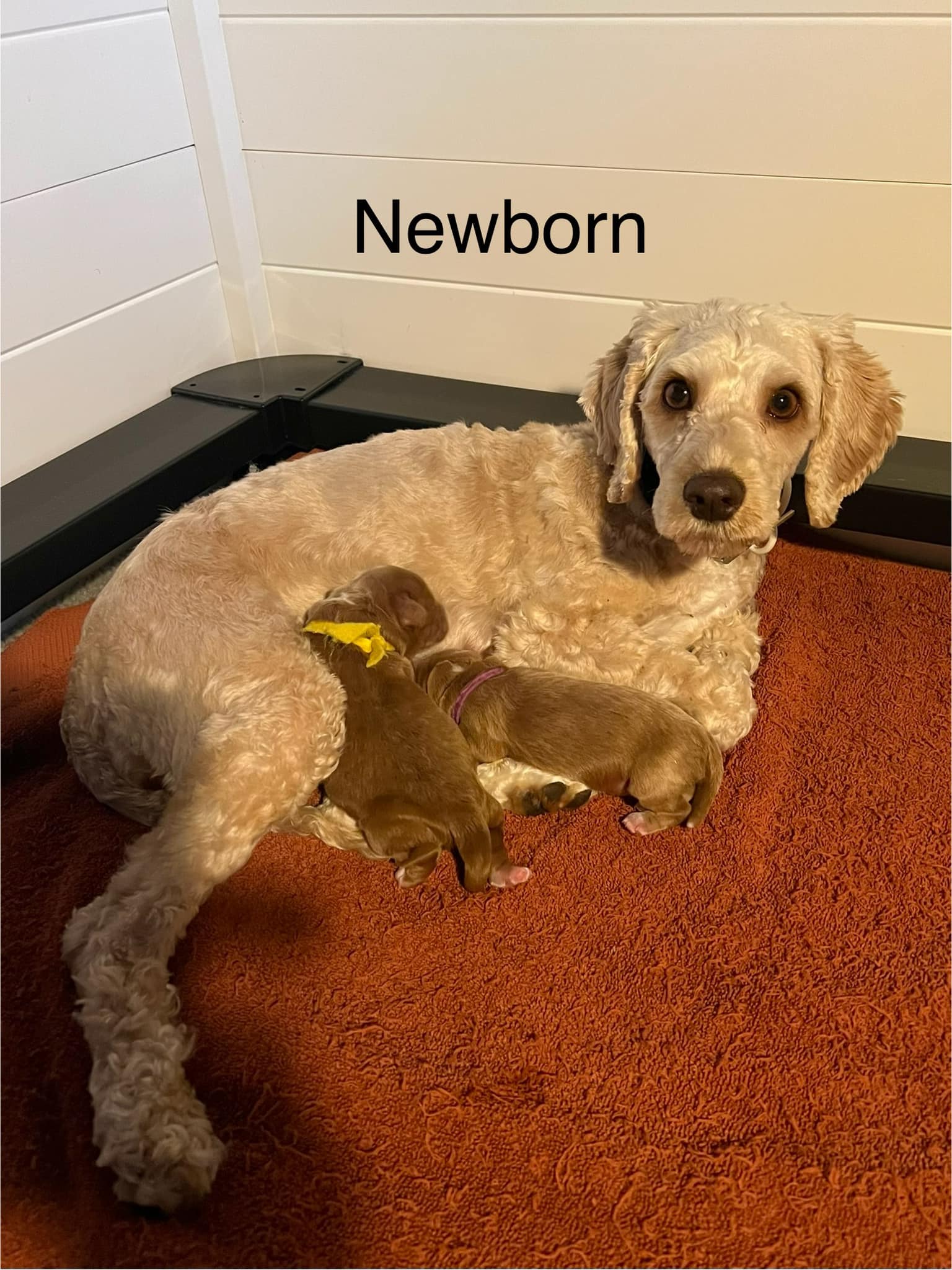 newborn 1-11-25
