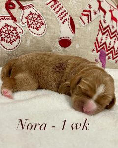 nora