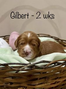 gilbert