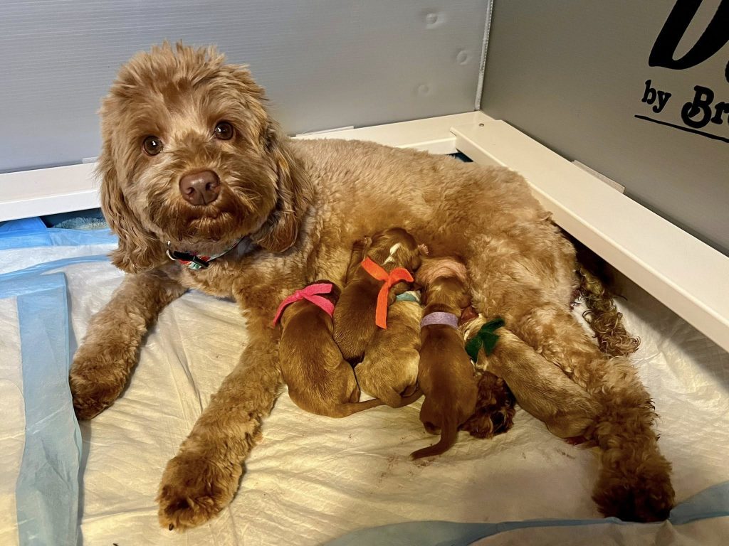 mom & pups