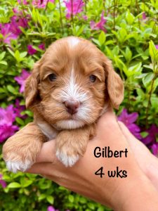 gilbert