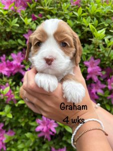 graham