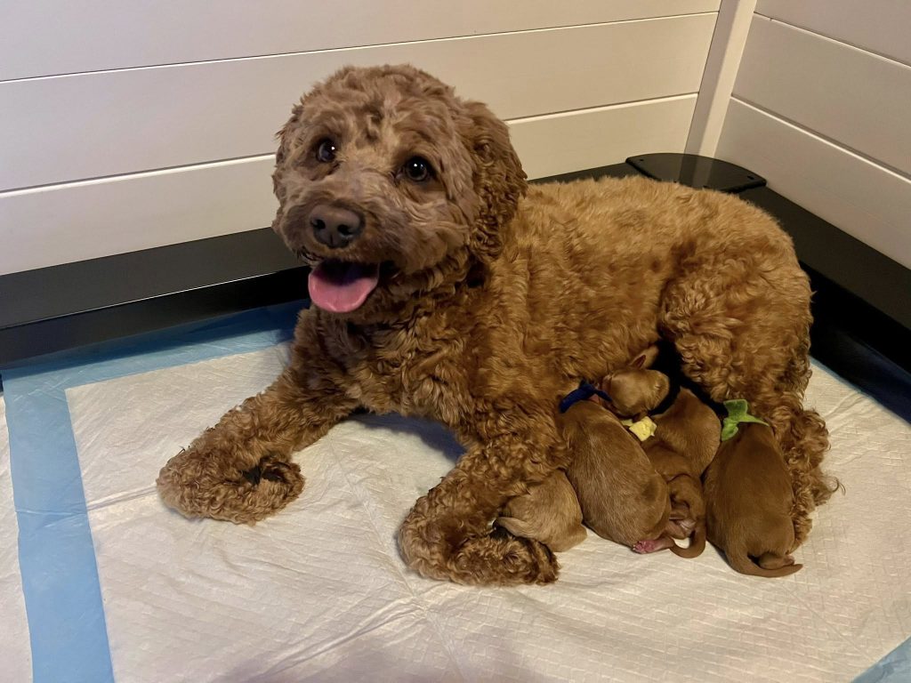 newborn-mom-willow and pups