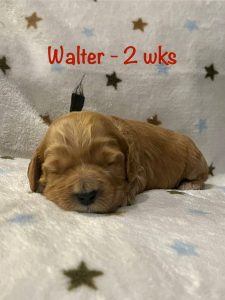 walter