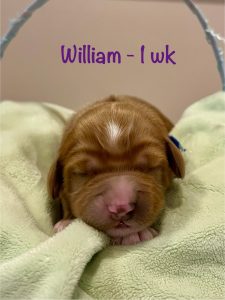 william