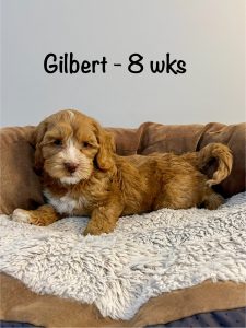 gilbert