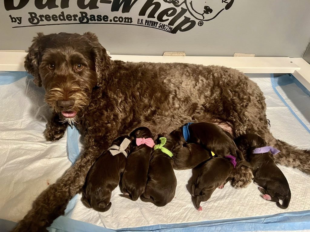 mama maeve & pups