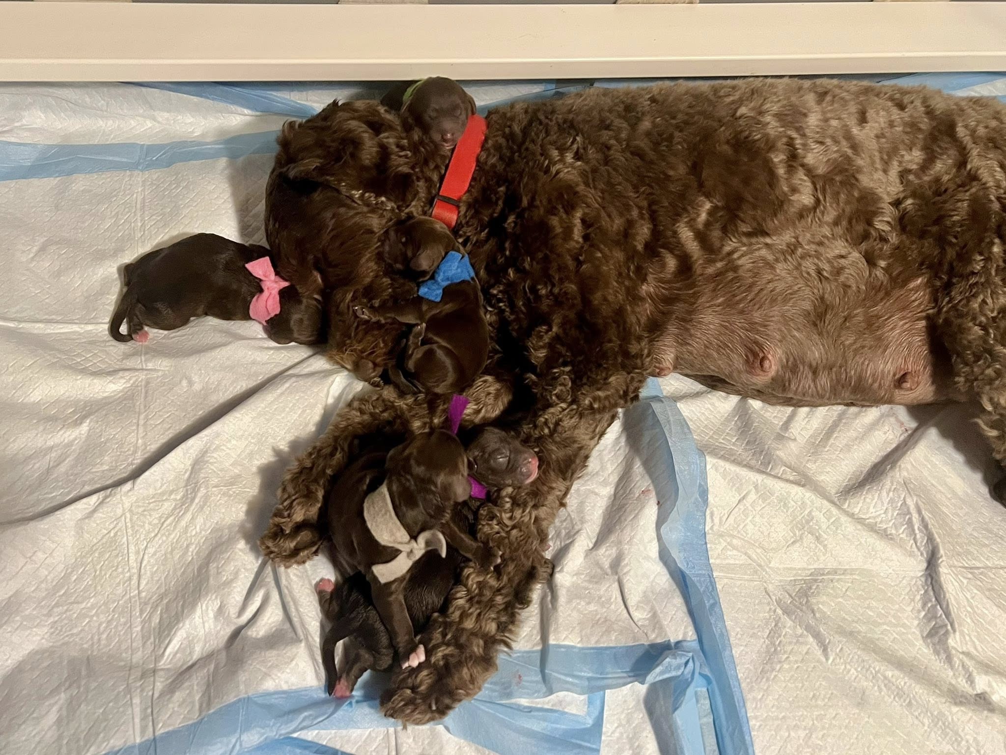 mama & pups2