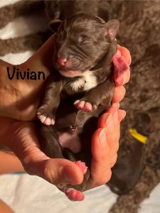 vivian